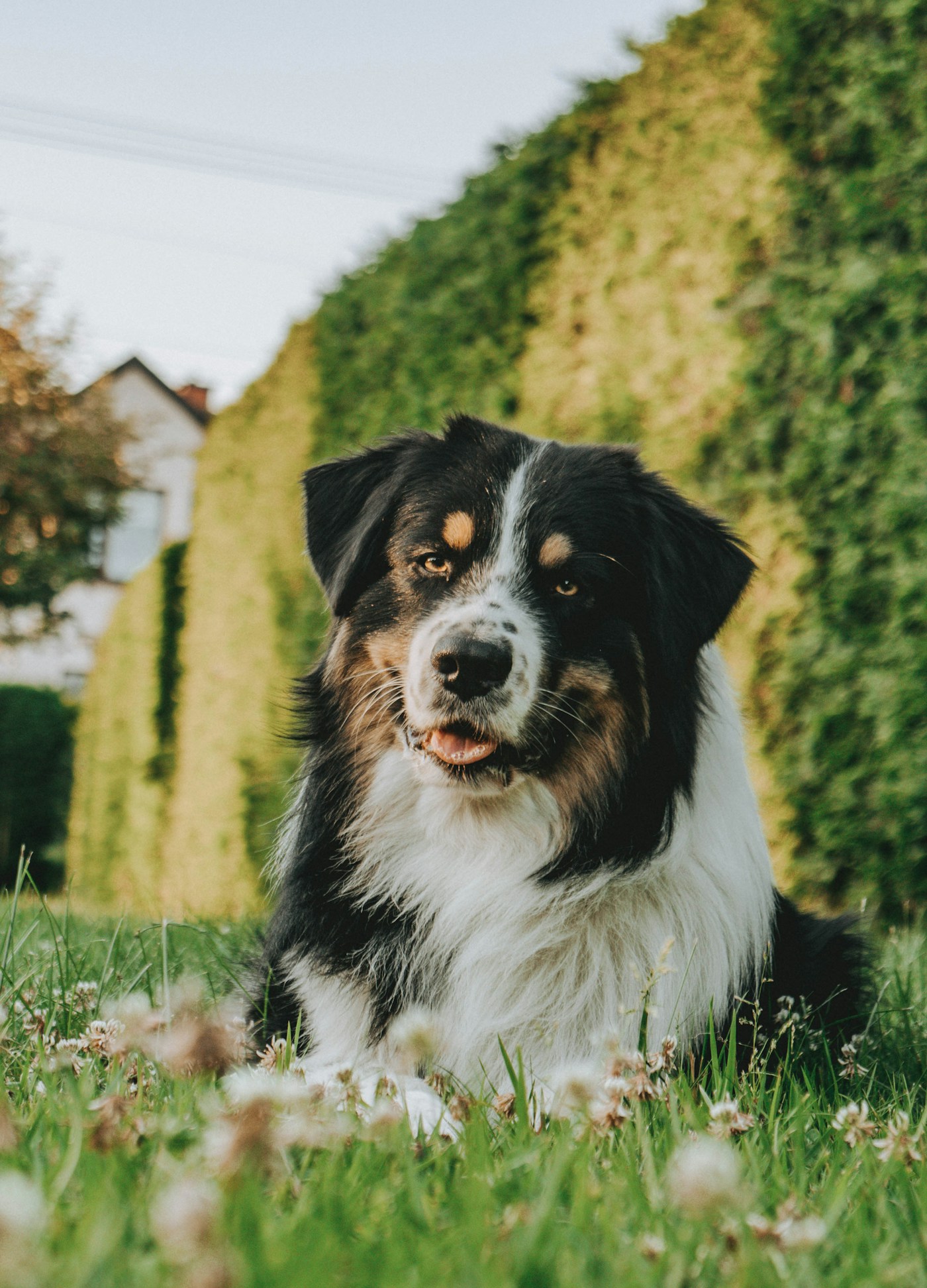 Black tri Australian Shepherd relaxing in the grass