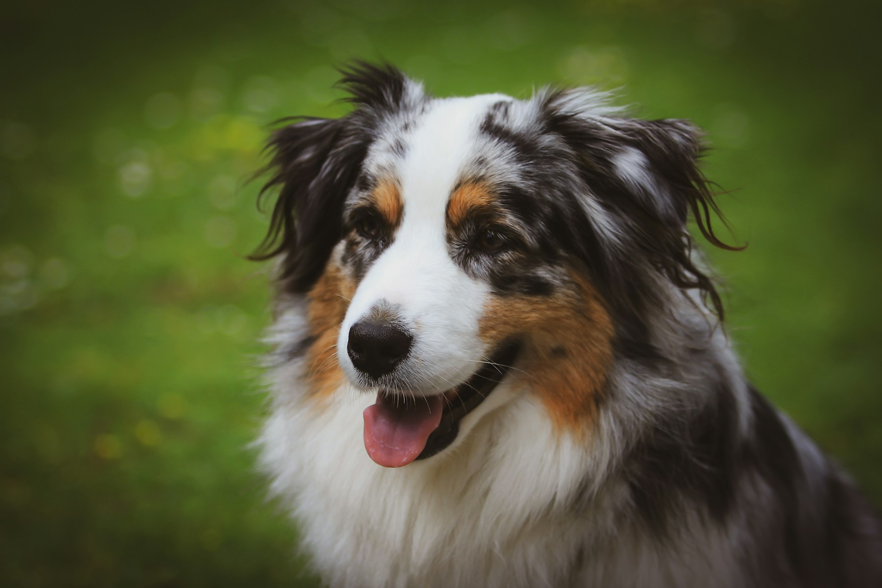 Tricolor Australian Shepherd in a green meadow