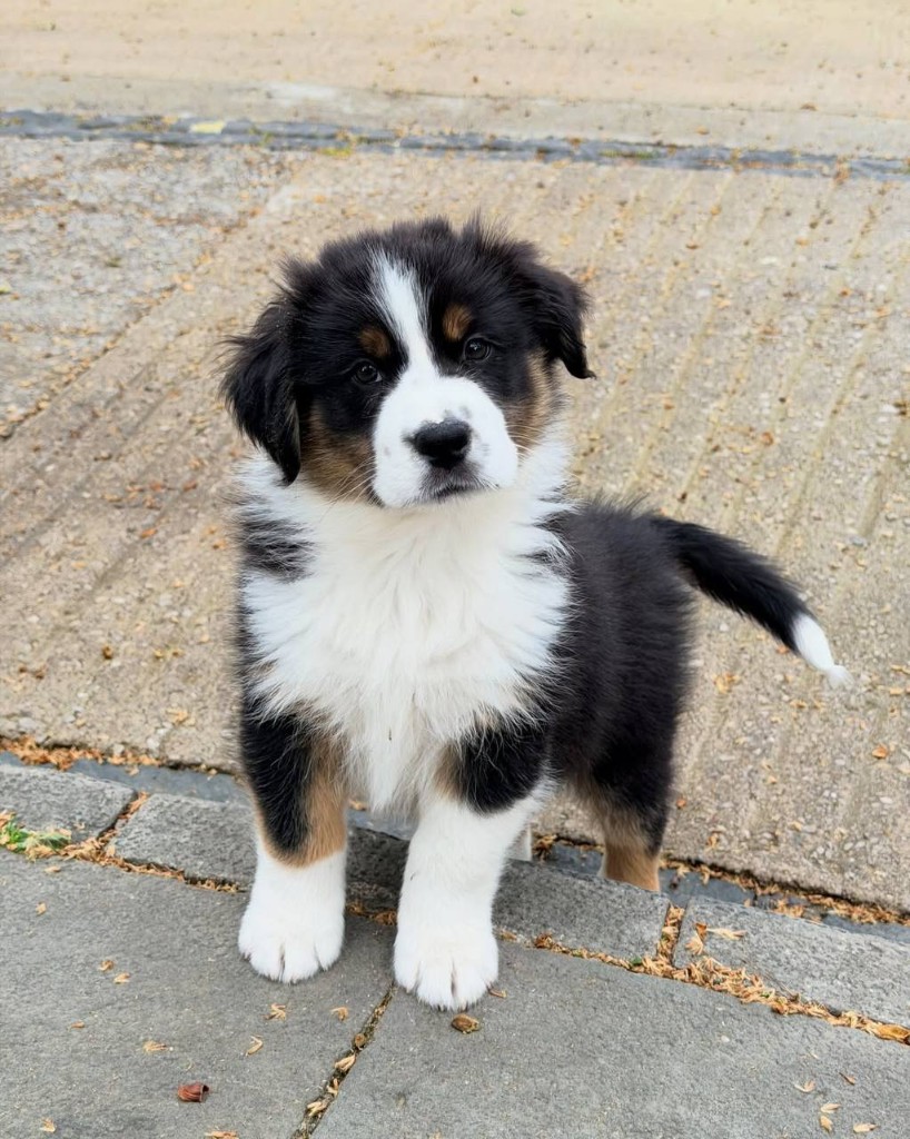 Charlie, an Australian Shepherd puppy