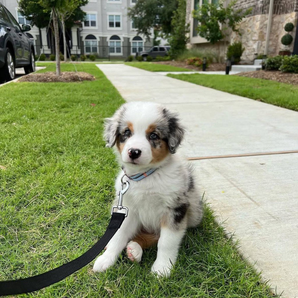Milo, an Australian Shepherd puppy