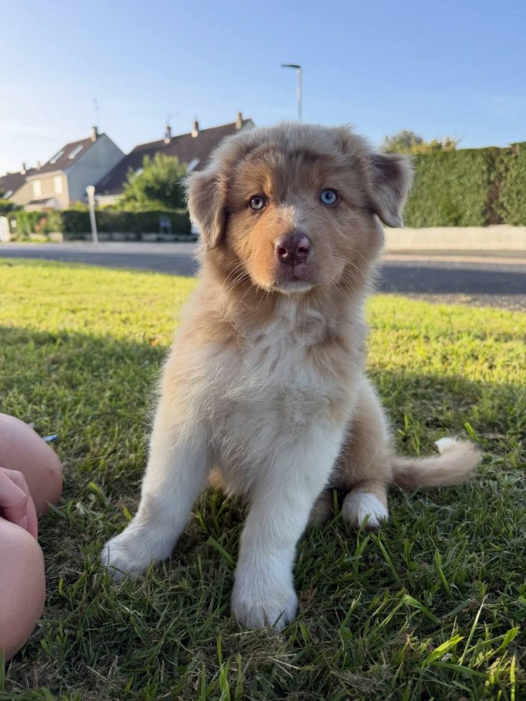 Naya, an Australian Shepherd puppy